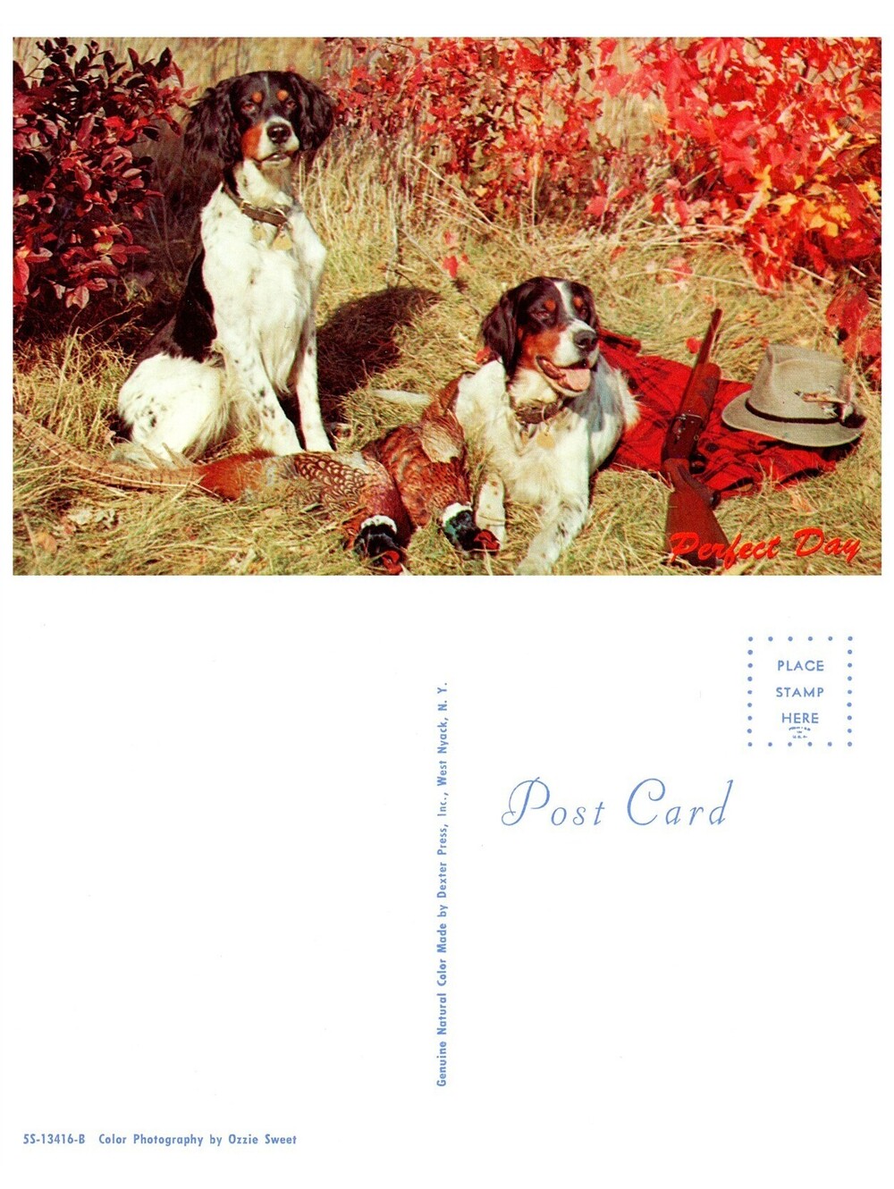 Vintage Postcard Vermont Hunting Dogs with Pheasants Perfect Day Old Stock